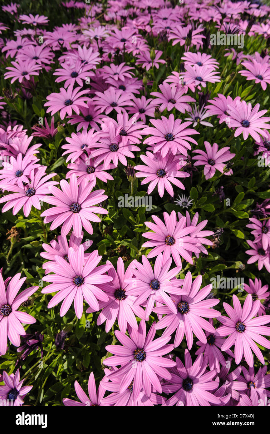 Pink daisy, Bandol, Var, France Stock Photo