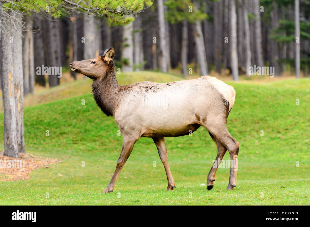 Female Elk High Resolution Stock Photography and Images Alamy