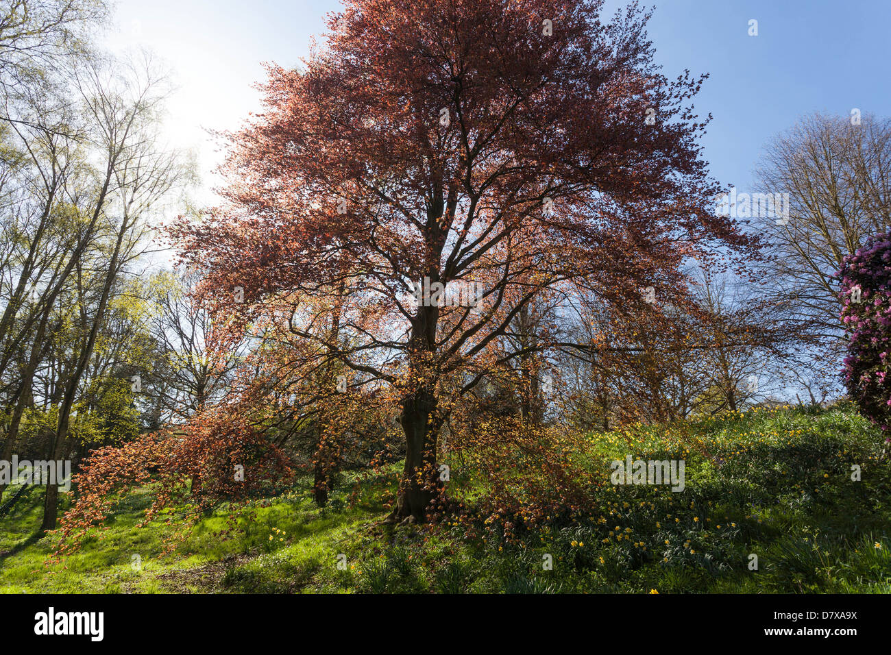 Leafy tree in spring, Hampstead Heath, London, England, UK Stock Photo