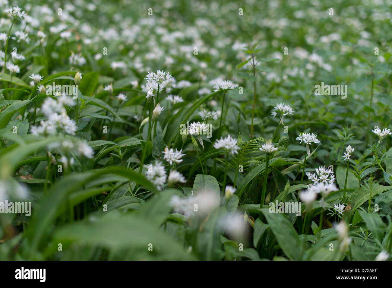 Wild Garlic growing alongside a path in North Devon, UK Stock Photo