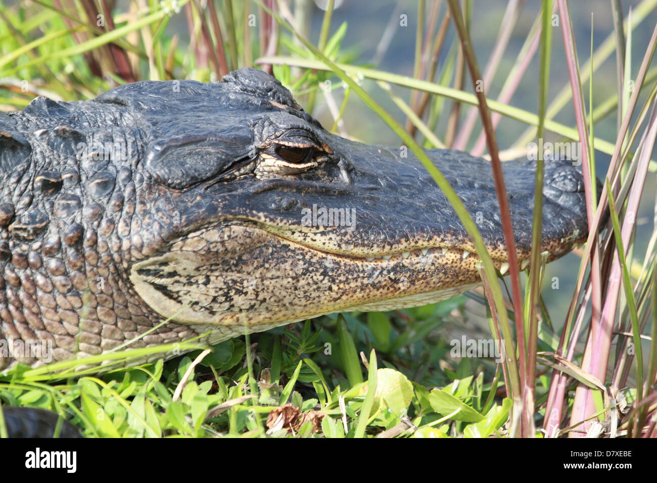 Close up of an Alligator Stock Photo