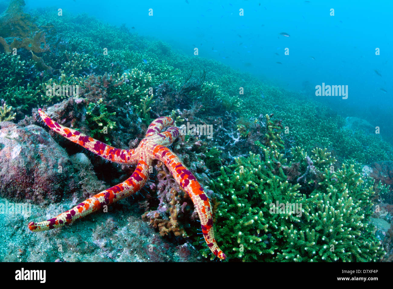 Marine life scene Stock Photo