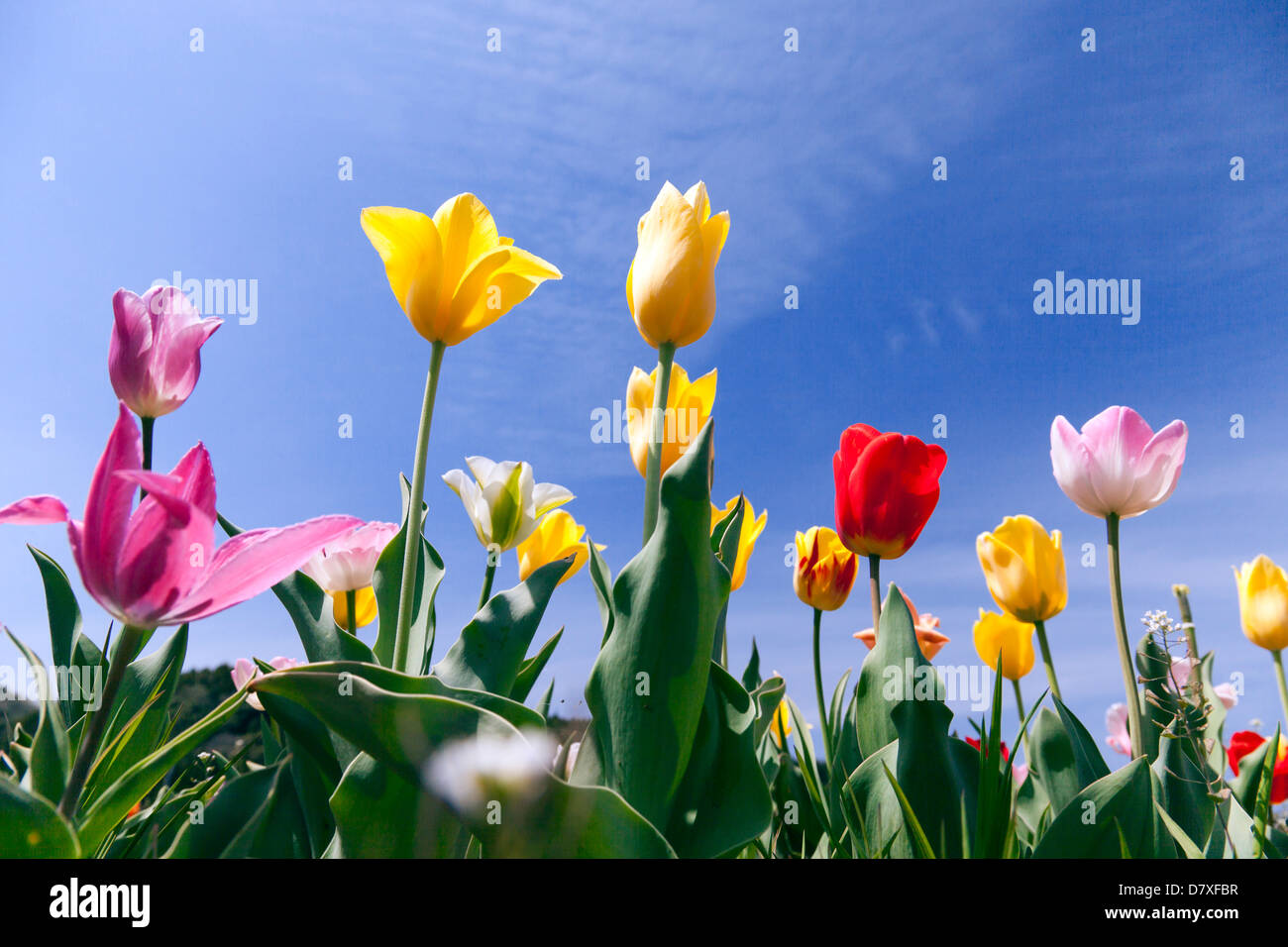 Tulips and blue sky Stock Photo - Alamy