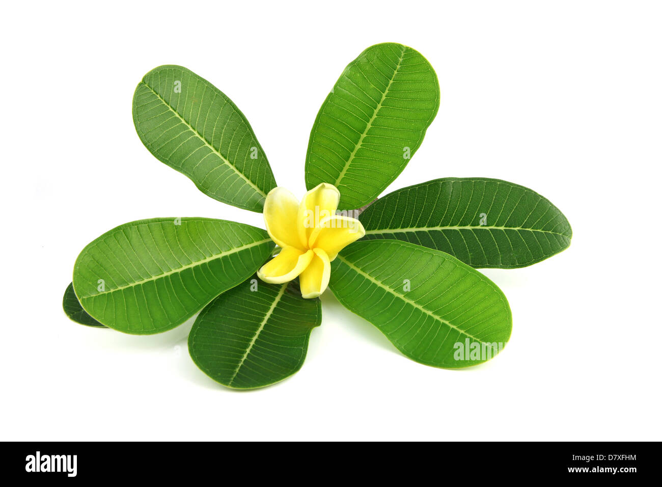 The yellow flower and green leaf on the white background. Stock Photo