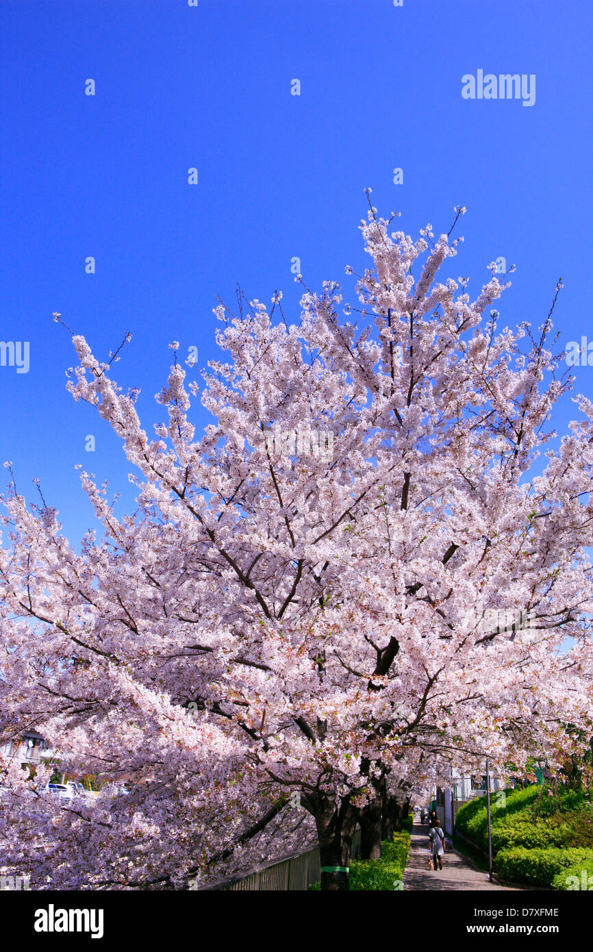 Cherry blossoms and sky Stock Photo - Alamy