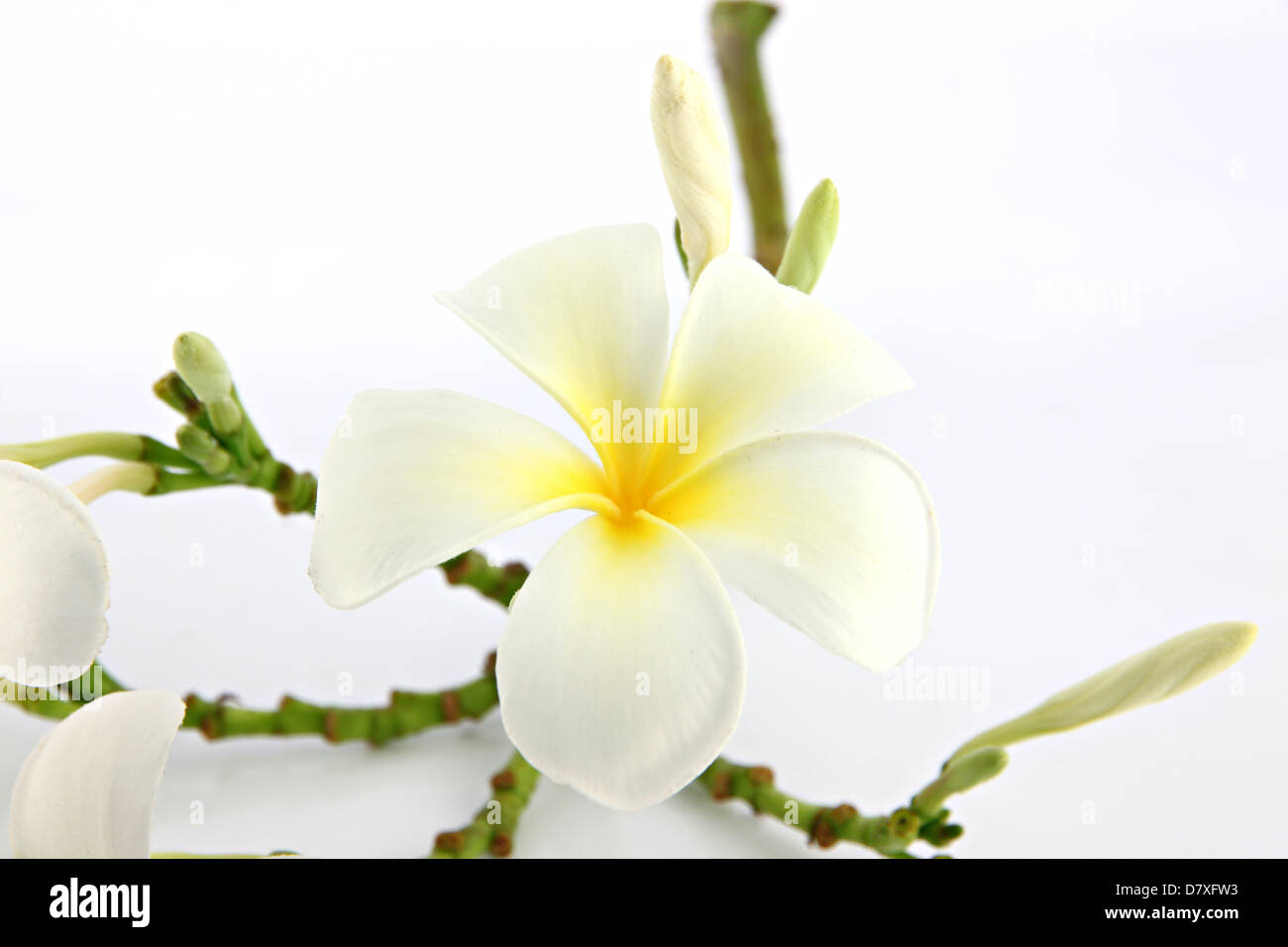 Many white frangipani flowers on the white background. Stock Photo