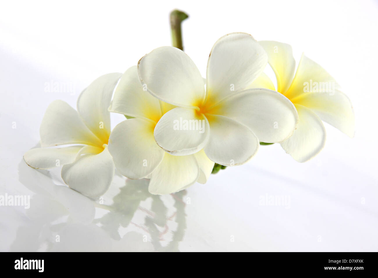 Many white frangipani flowers on the white background. Stock Photo