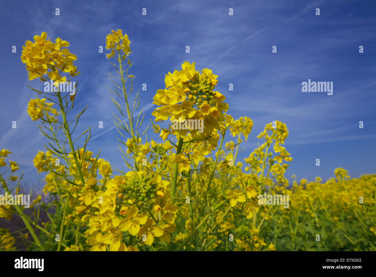 Field mustard, Kanagawa Prefecture Stock Photo Alamy