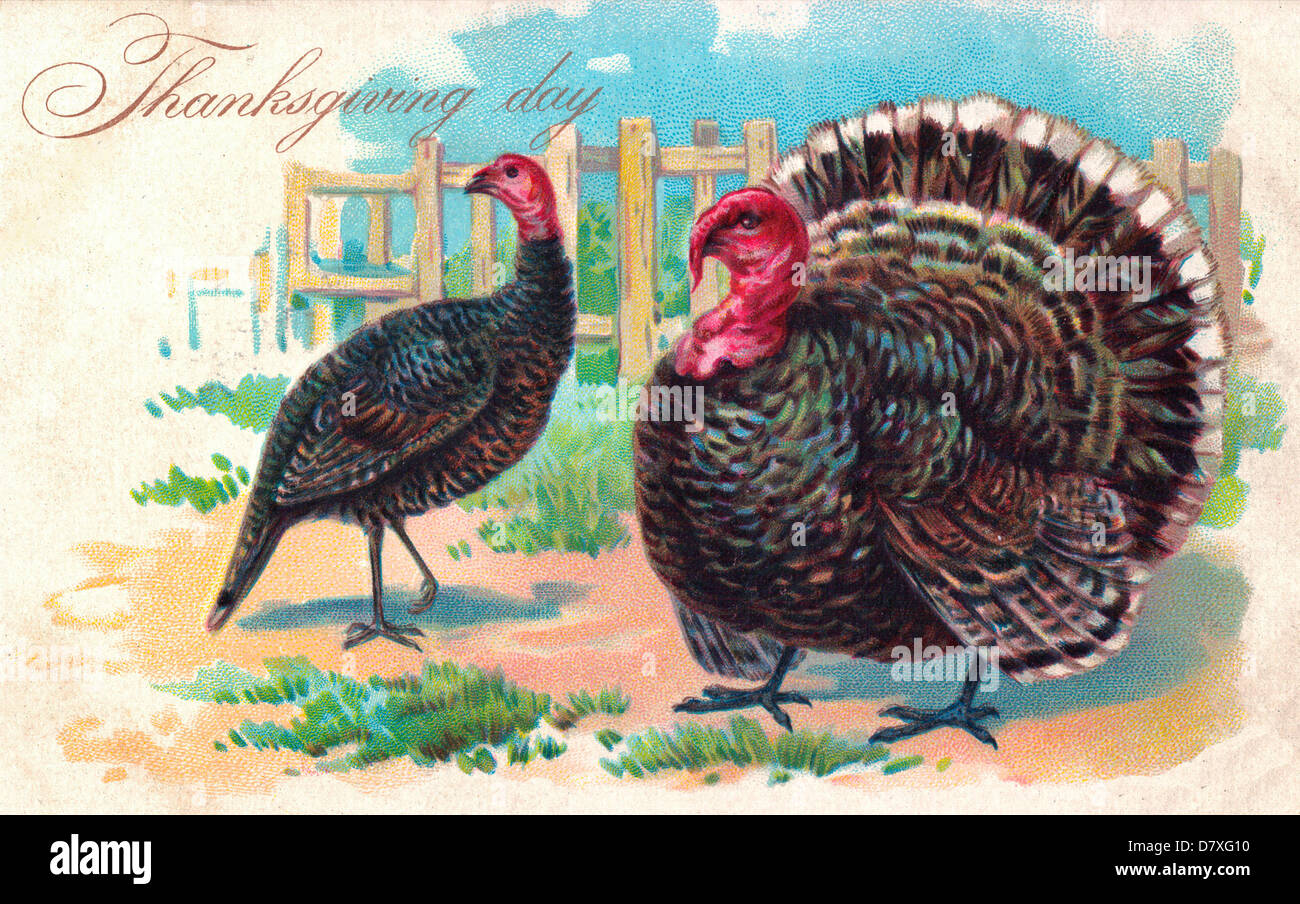 Thanksgiving Day - two turkeys in fenced field - vintage card Stock Photo