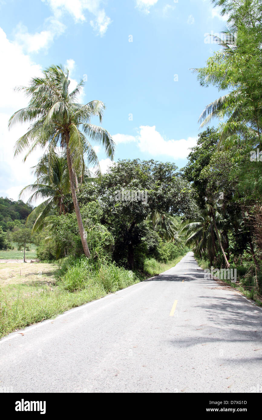 Road with coconut trees in the Bright sky Stock Photo - Alamy