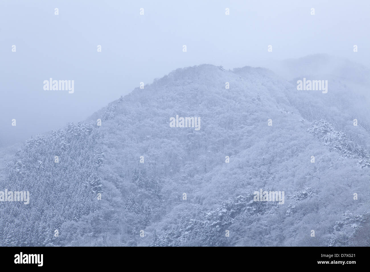 Forest covered in snow, Okutama Stock Photo