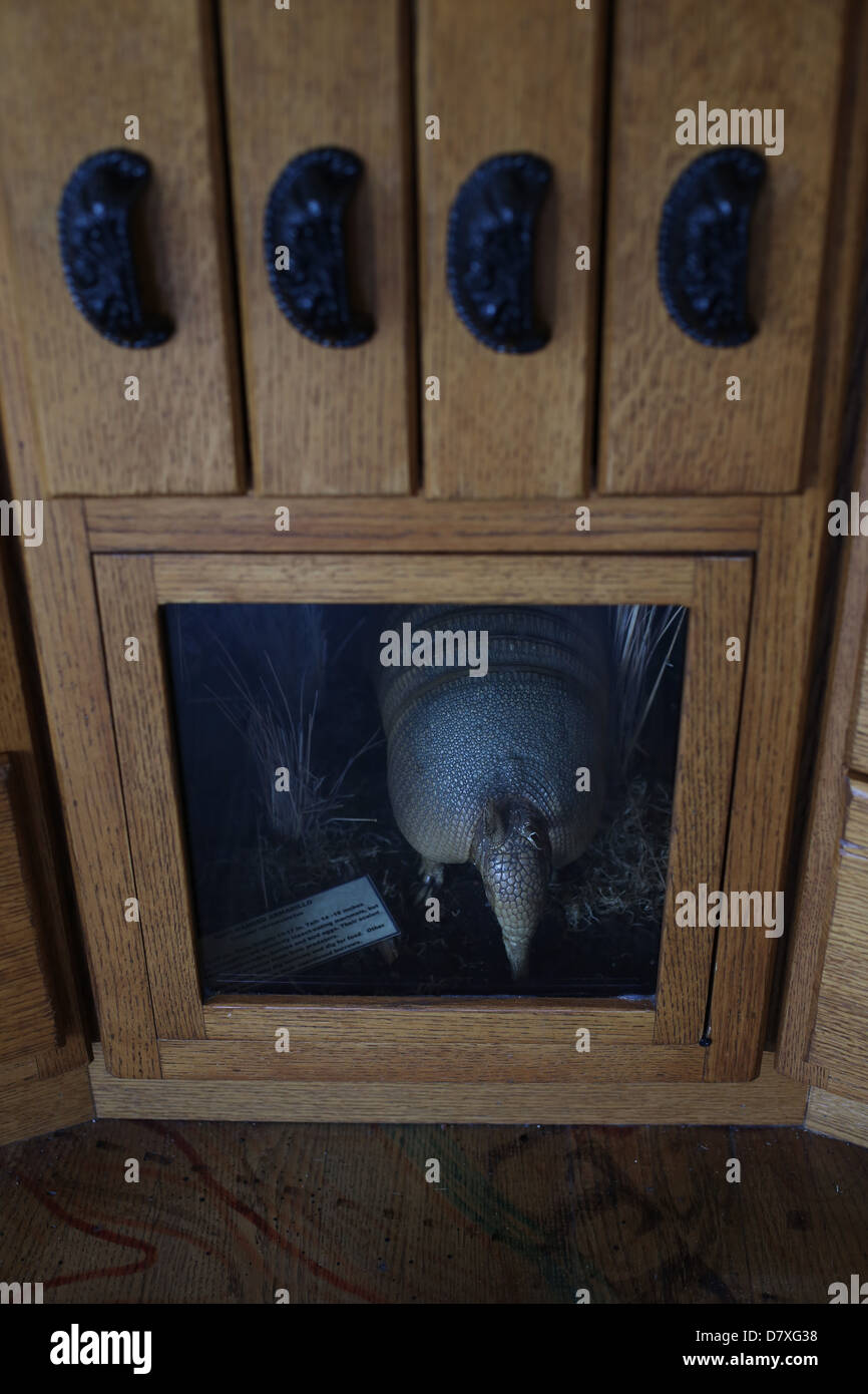 A stuffed armadillo in a display case. Stock Photo
