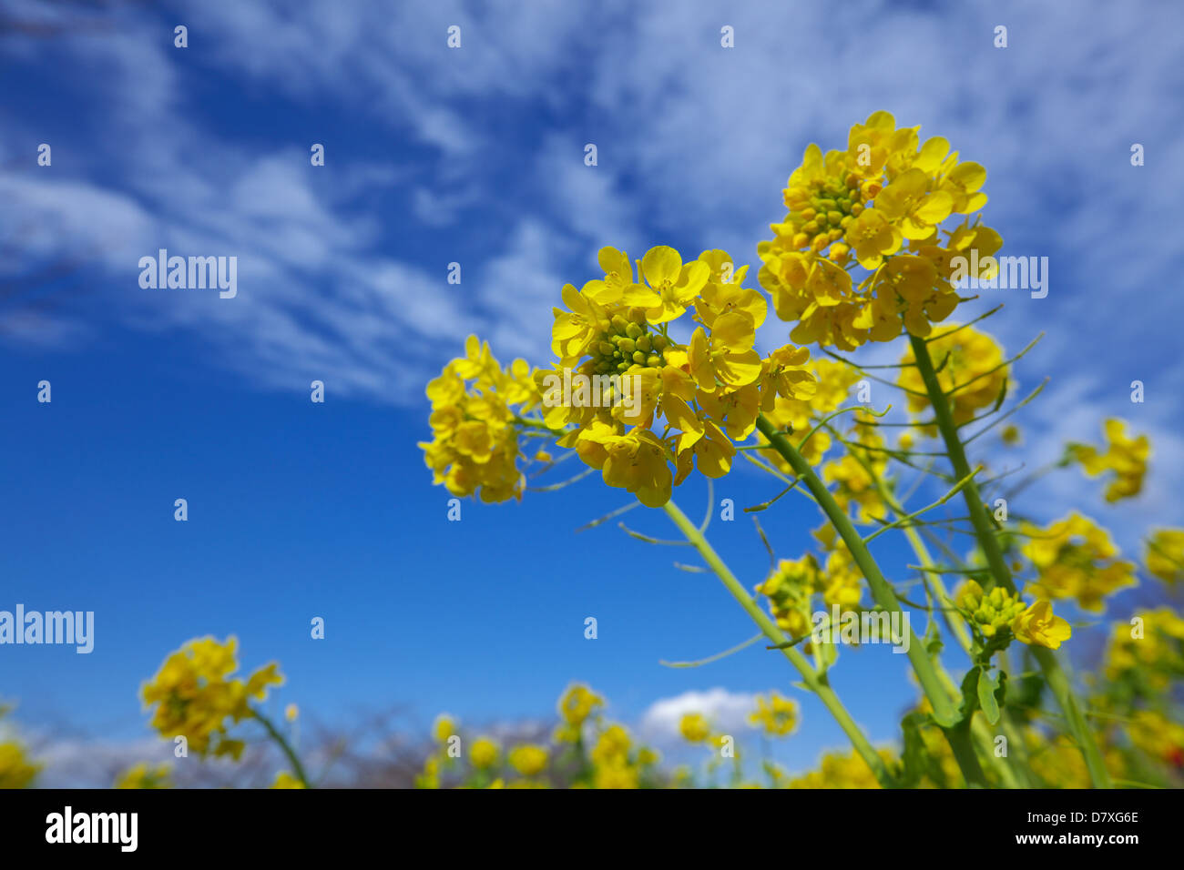 Field mustard, Kanagawa Prefecture Stock Photo Alamy