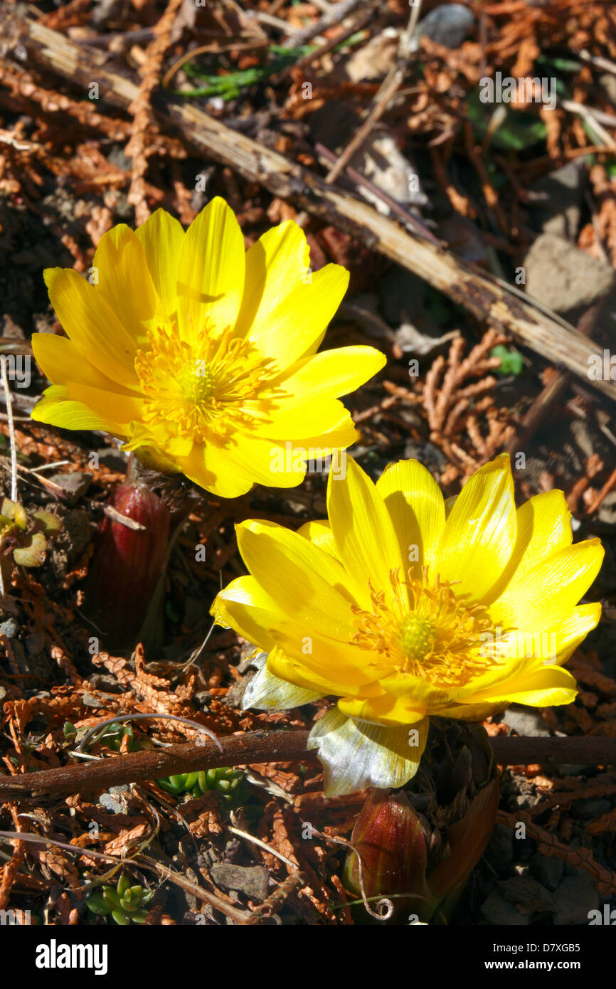 Adonis flowers, Saitama Prefecture Stock Photo