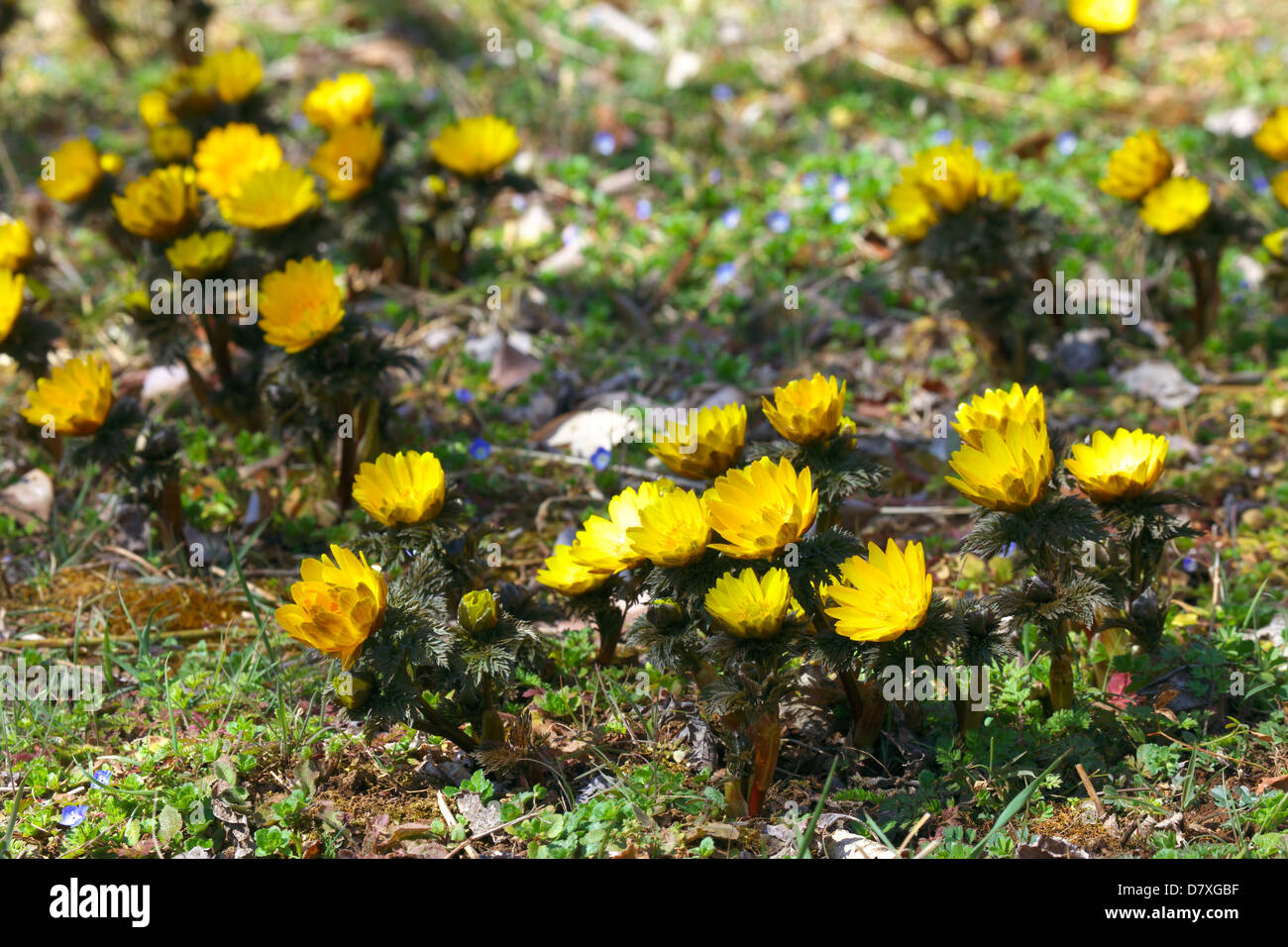 Adonis flowers, Saitama Prefecture Stock Photo