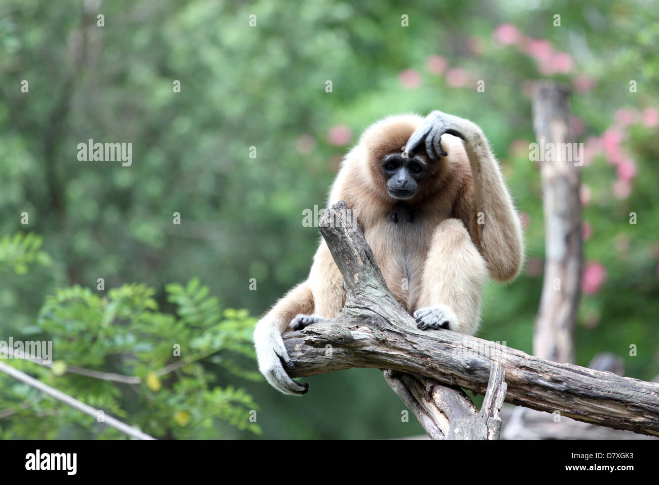 Sitting monkey hi-res stock photography and images - Page 2 - Alamy