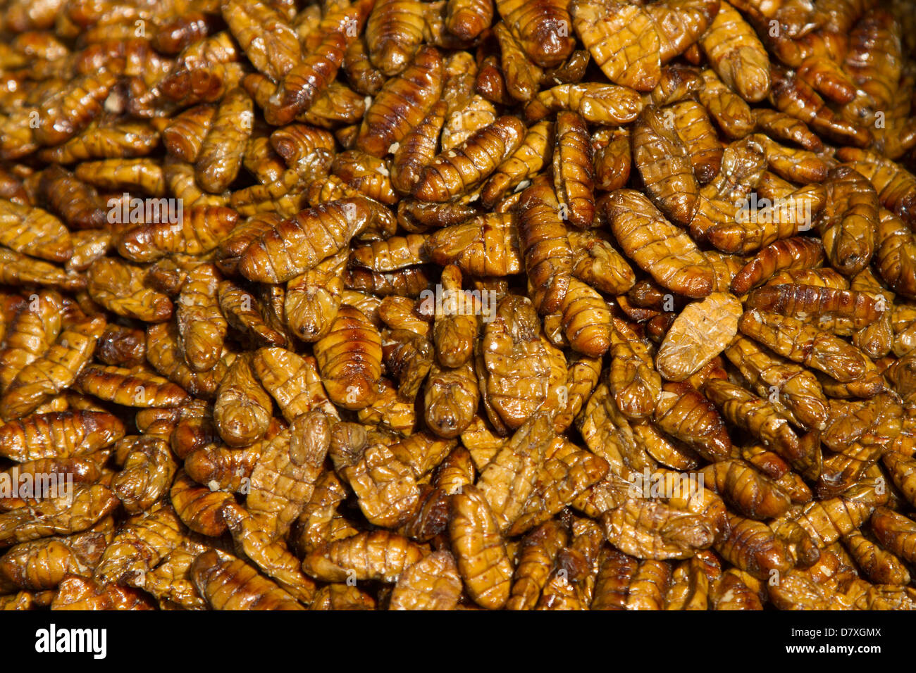 Fried edible insects (bugs) for sale in a market in Cambodia Stock