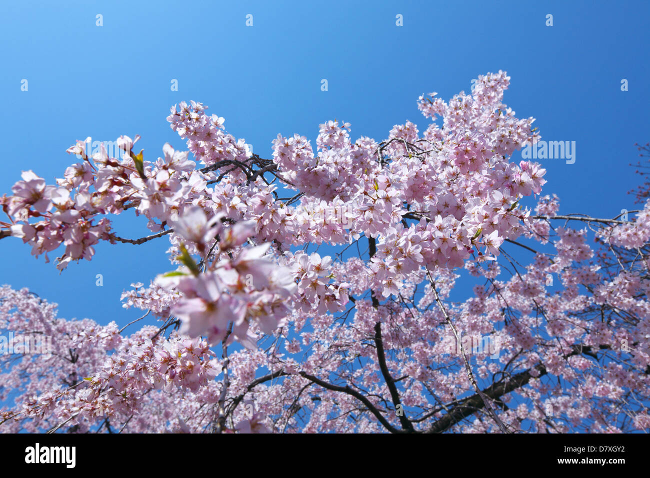 Cherry blossoms and sky Stock Photo - Alamy