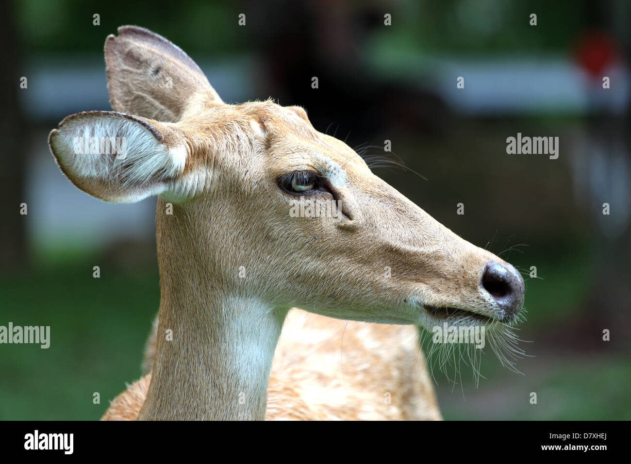 The side of the head deer in the garden. Stock Photo