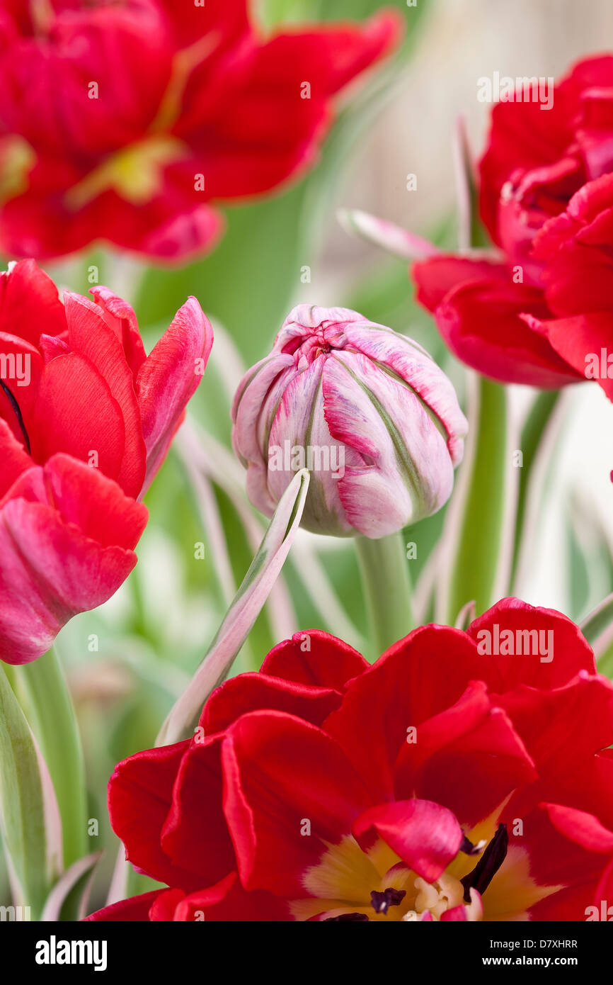Portrait of red tulips against a worn timber background. Stock Photo