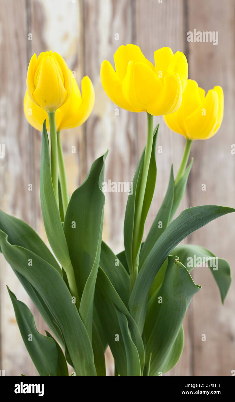yellow tulip background