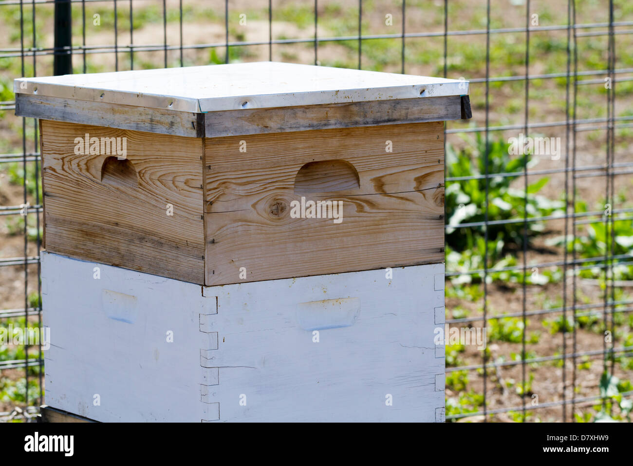 Installation of bee hives at new location Stock Photo Alamy