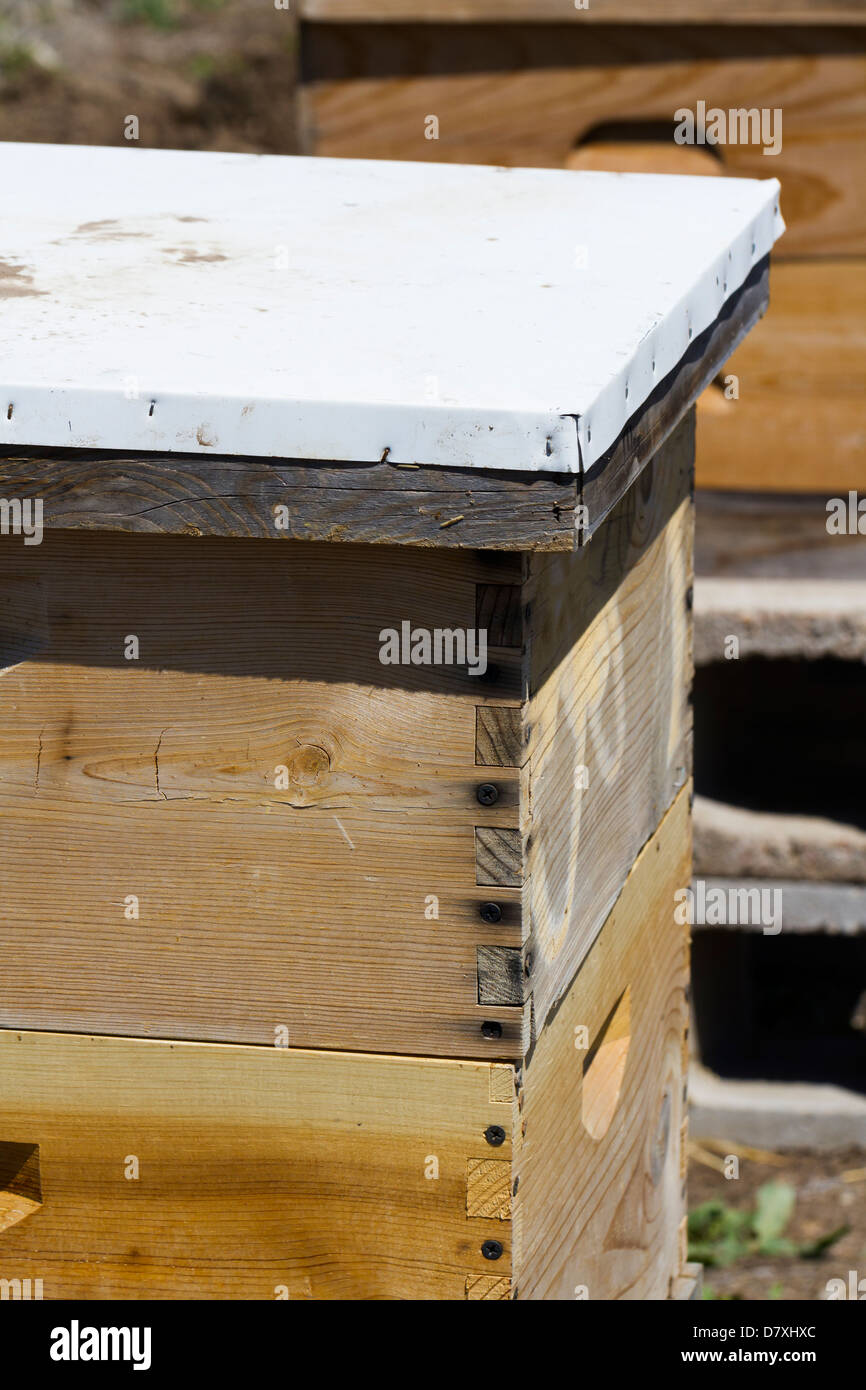 Installation of bee hives at new location Stock Photo - Alamy