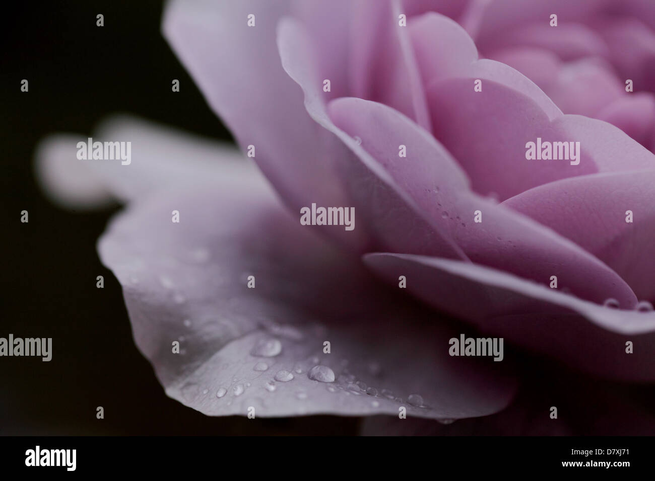 Pale purple rose hi-res stock photography and images - Alamy