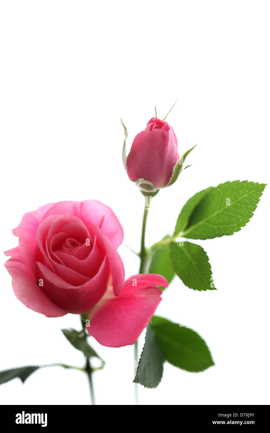 Pink roses Cut Out Stock Images & Pictures Alamy