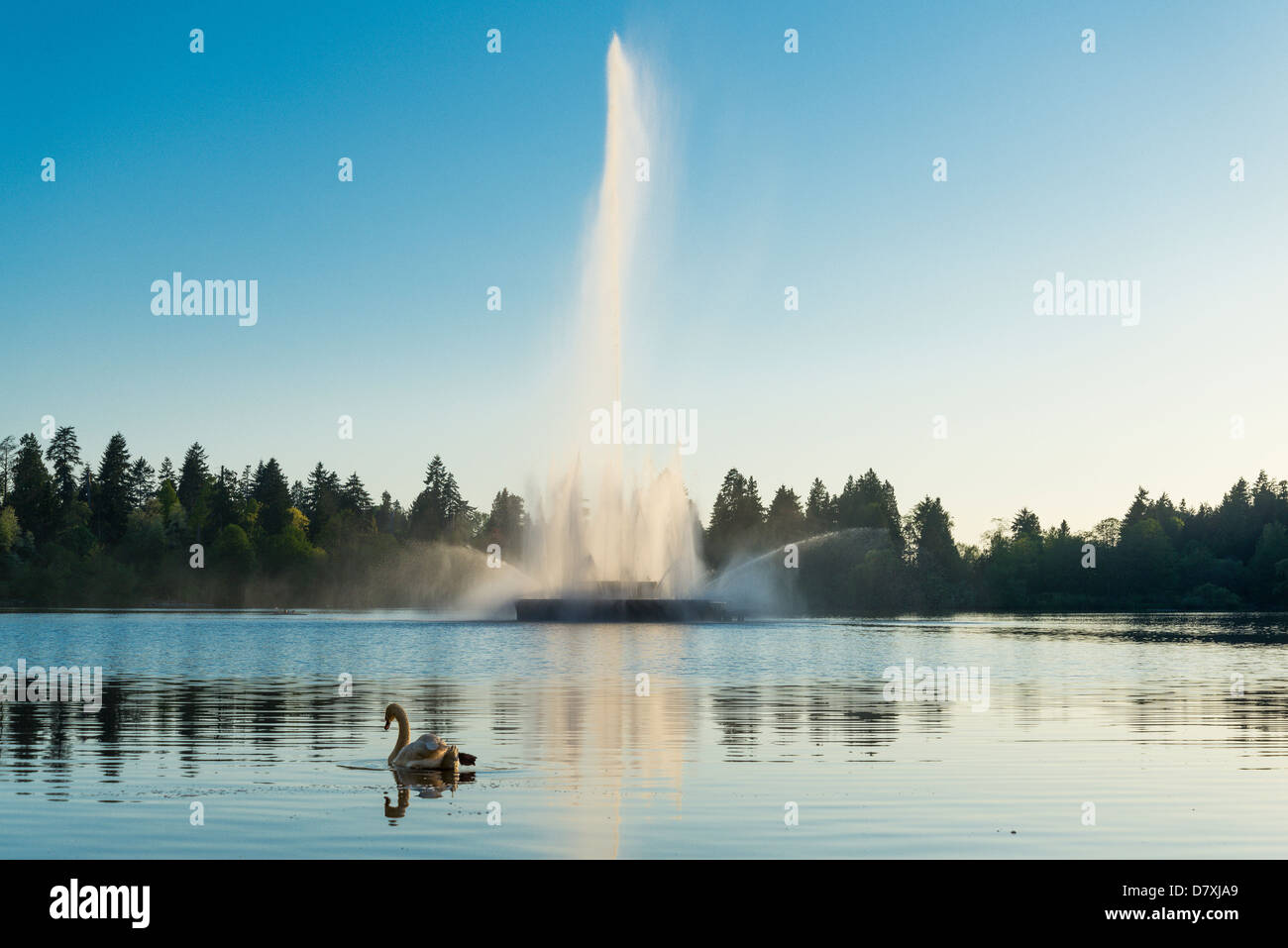 Mute Swan and fountain, Lost Lagoon, Stanley Park, Vancouver, British Columbia, Canada Stock Photo