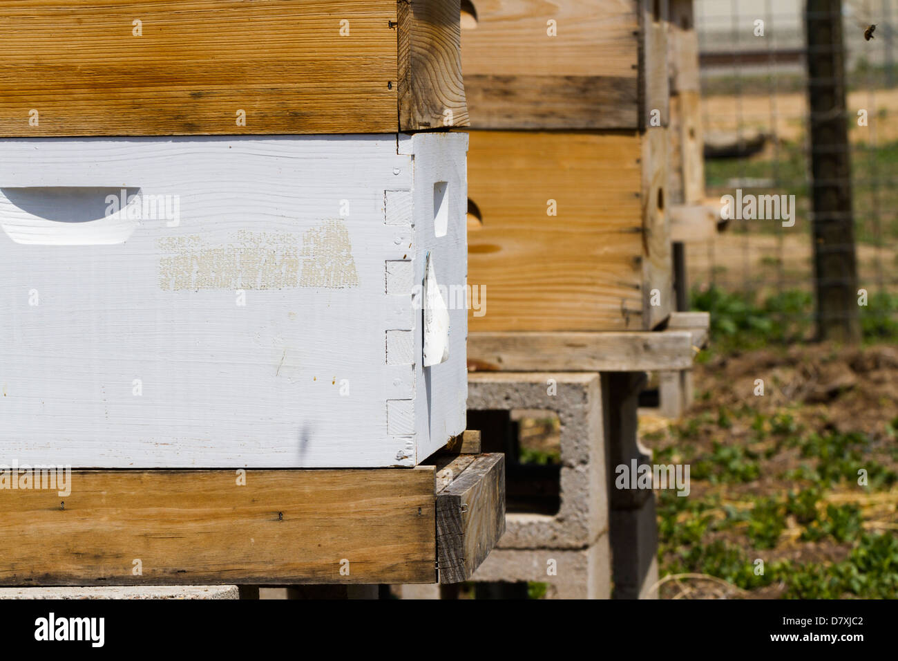 Installation of bee hives at new location Stock Photo Alamy