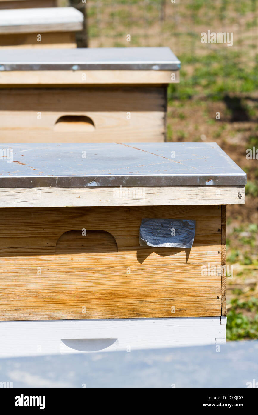 Installation of bee hives at new location Stock Photo Alamy