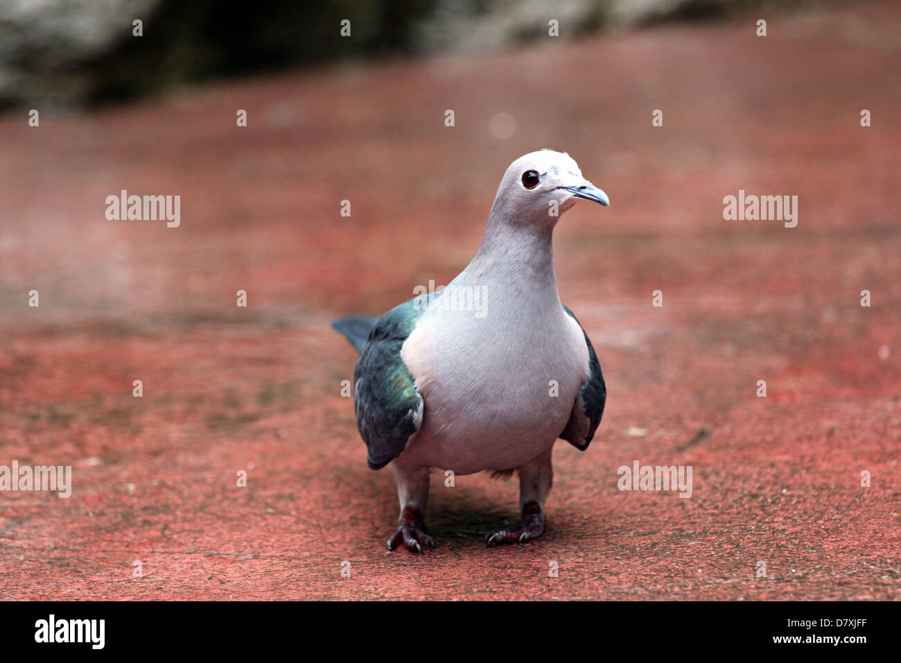Pigeons were walking to find food. Stock Photo