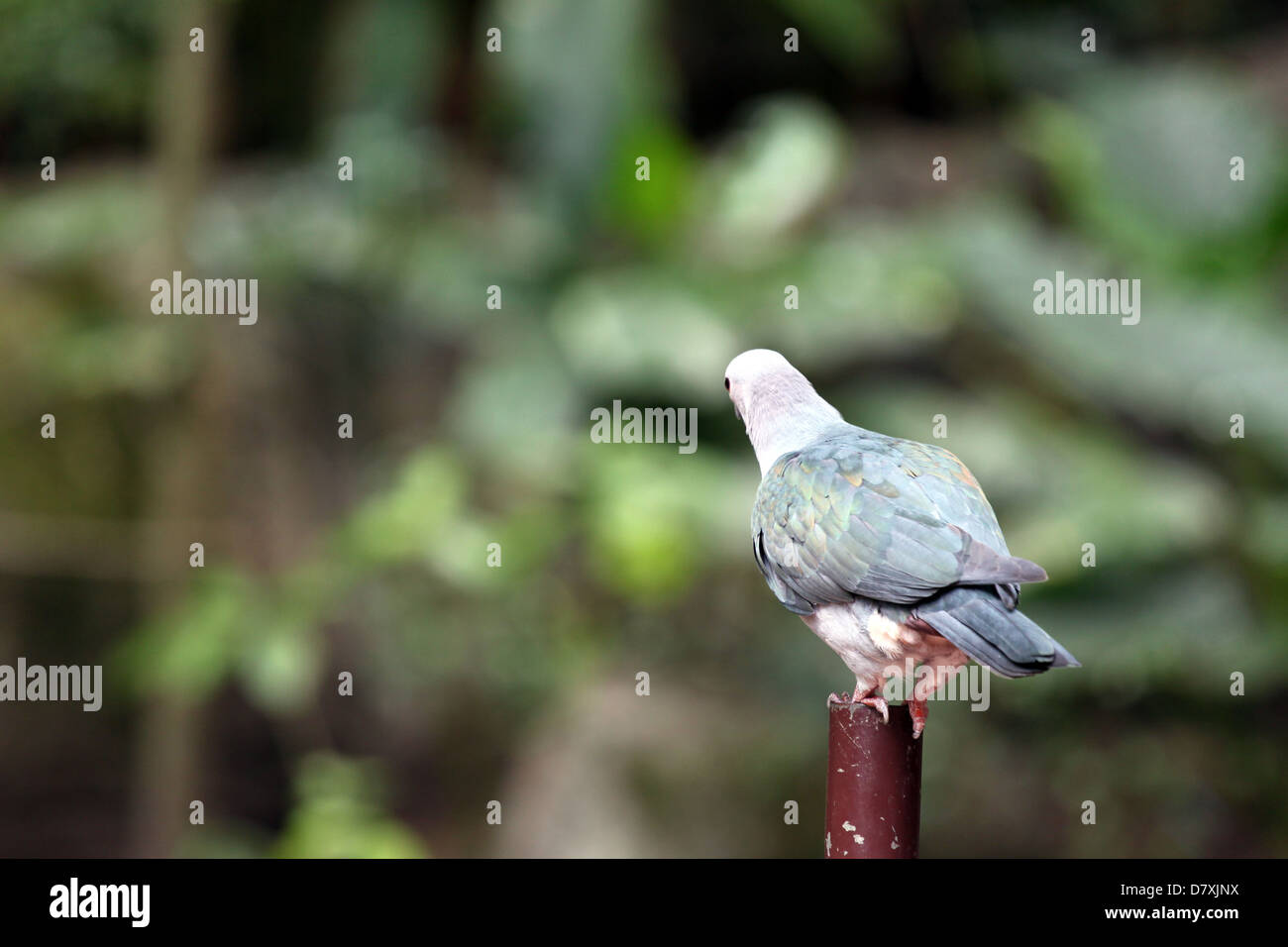 Pigeon are perched on a tree stump. Stock Photo