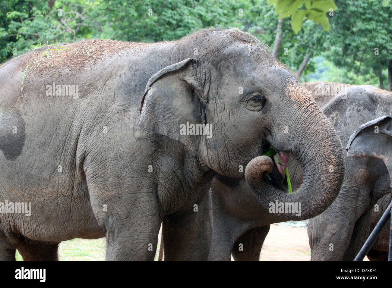 Asian elephant eating grass happily. Stock Photo