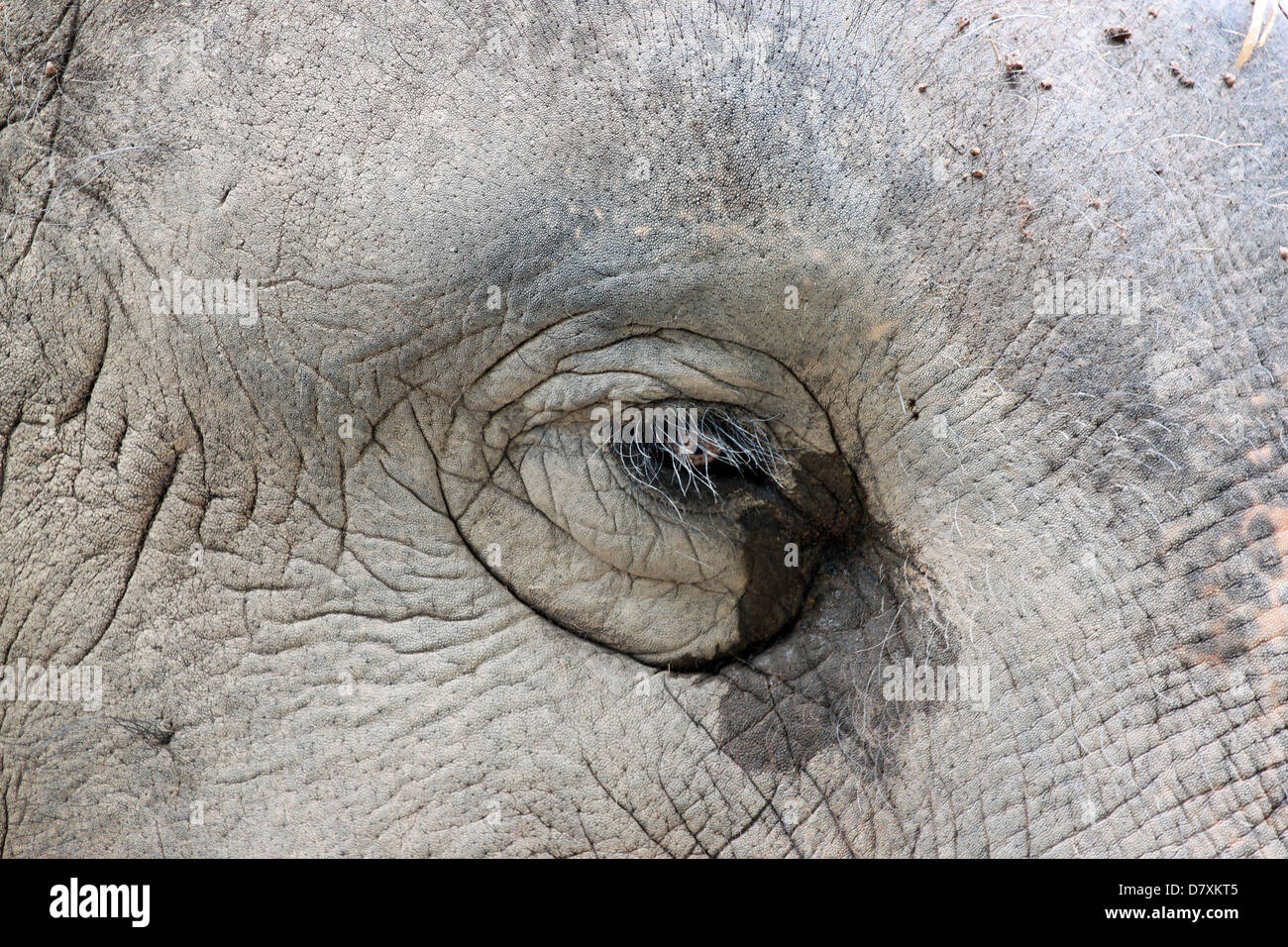 The Eyes of the Asian elephant. Stock Photo