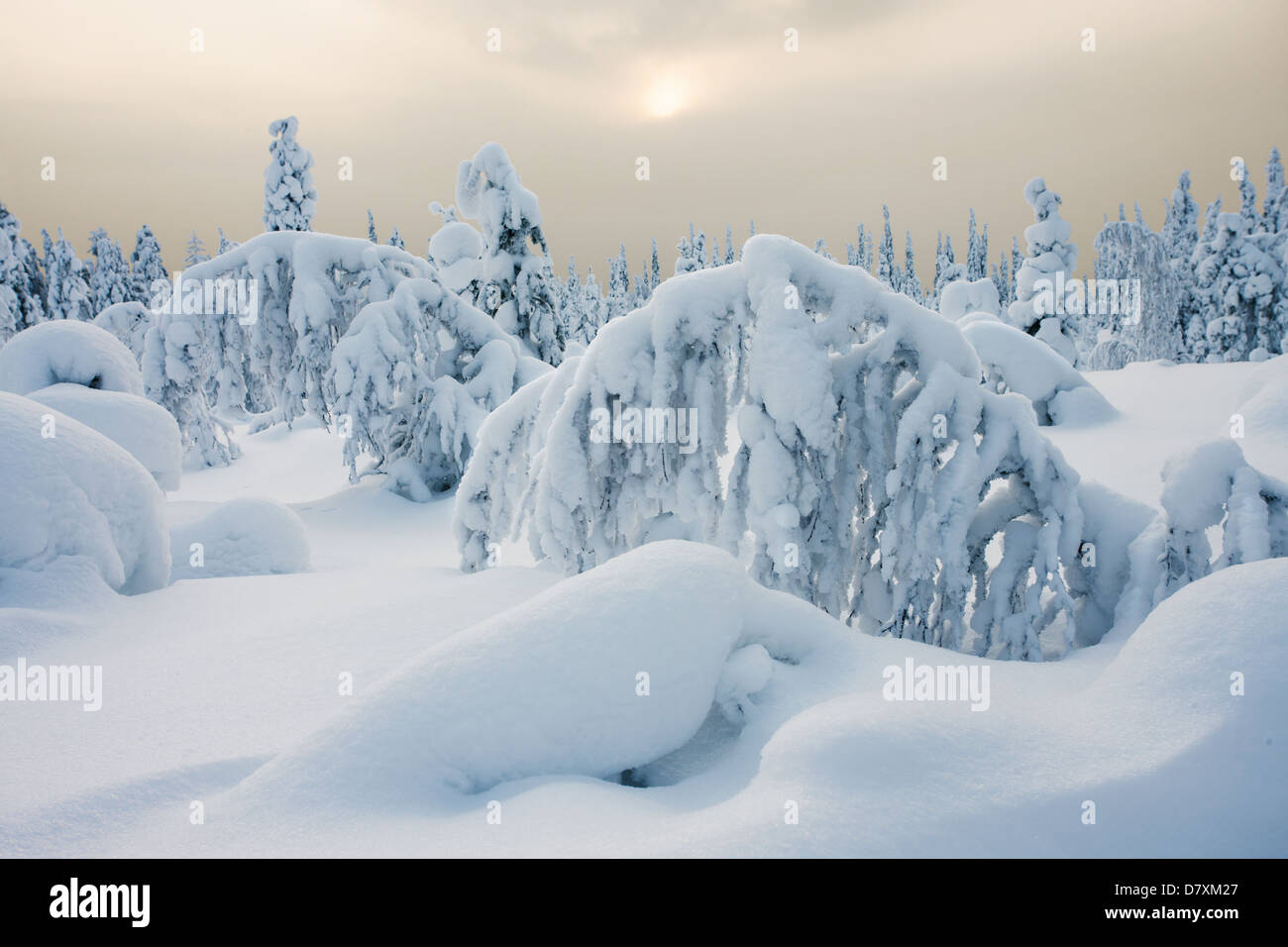 Peaceful winter landscape in Lapland Stock Photo