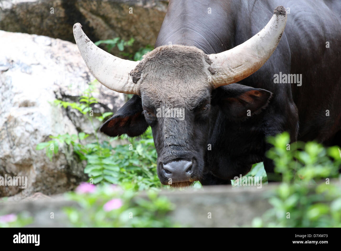 Black Wild cattle are staring at the camera with interest. Stock Photo