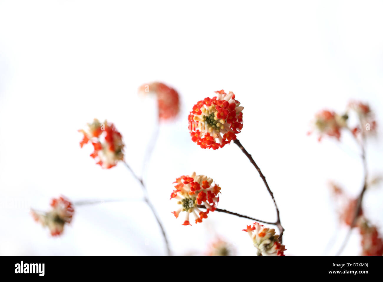 Oriental Paperbush Stock Photo