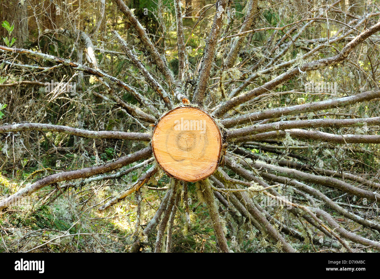 A dead spruce tree Stock Photo Alamy