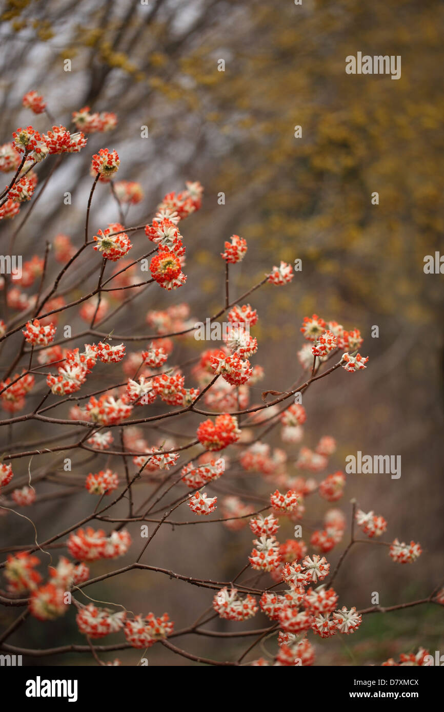 Oriental Paperbush Stock Photo