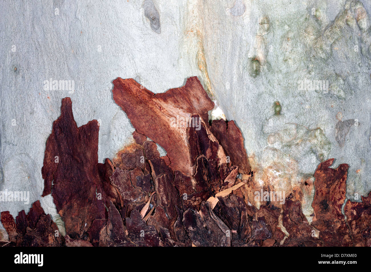 Base of trunk of Lemon-scented Gum/Blue-spotted Gum- Eucalyptus [Corymbia] citriodora with pile of shed bark- Family Myrtaceae Stock Photo