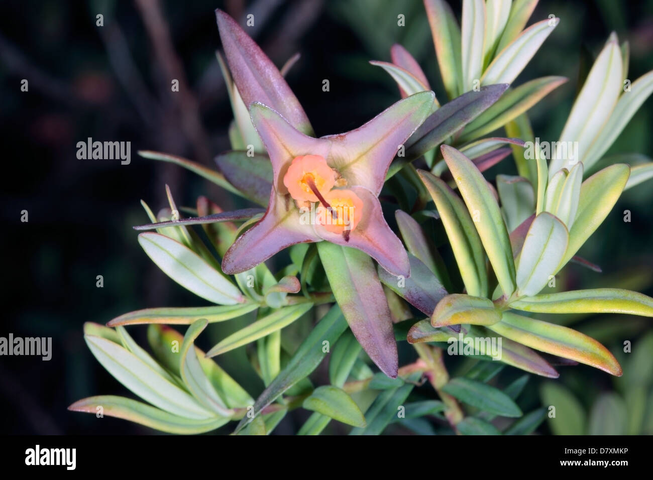 Close-up of Lemon-scented Myrtle flower- Darwinia citriodora- Family Myrtaceae Stock Photo