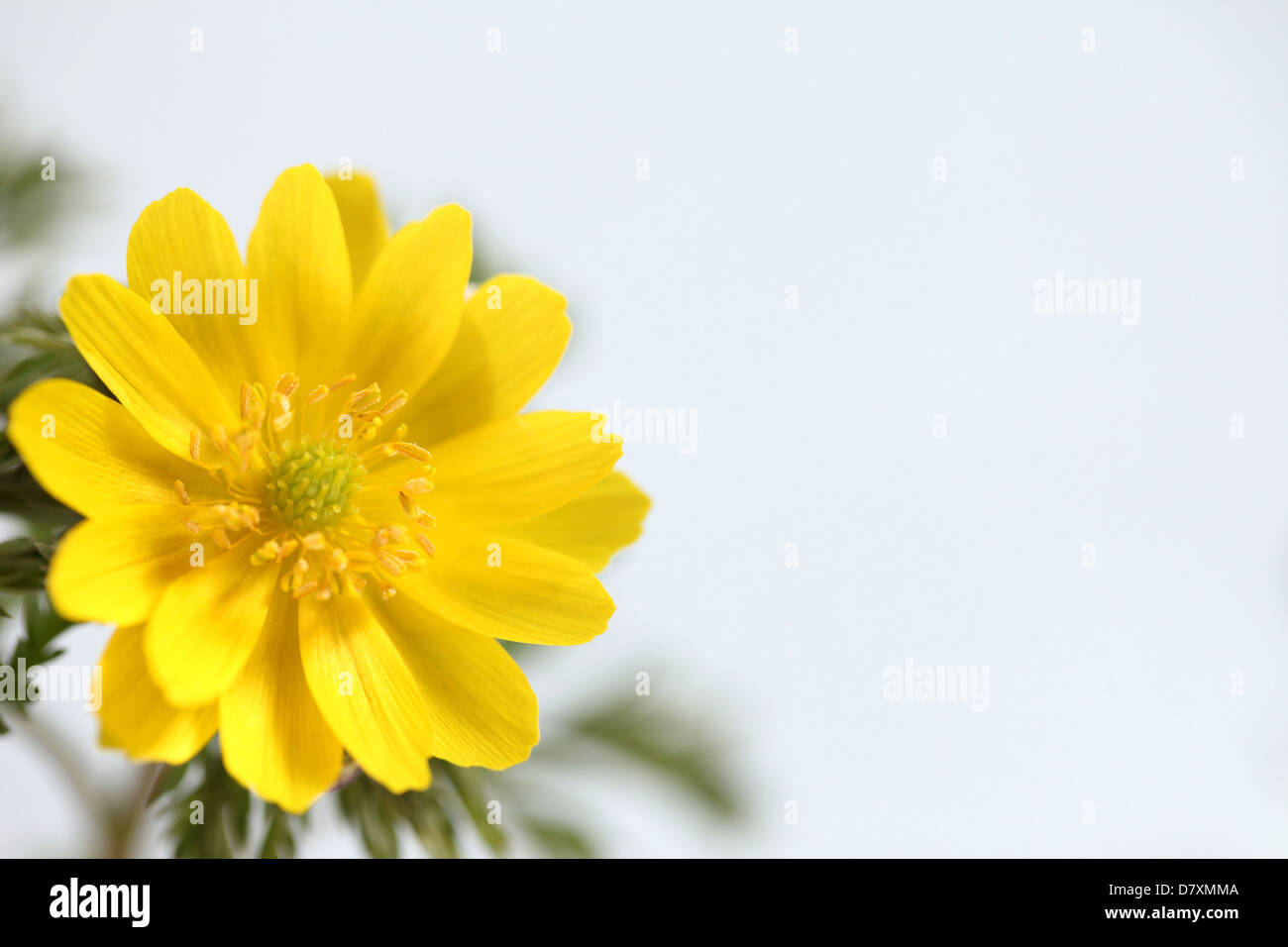 Amur Adonis High Resolution Stock Photography And Images Alamy