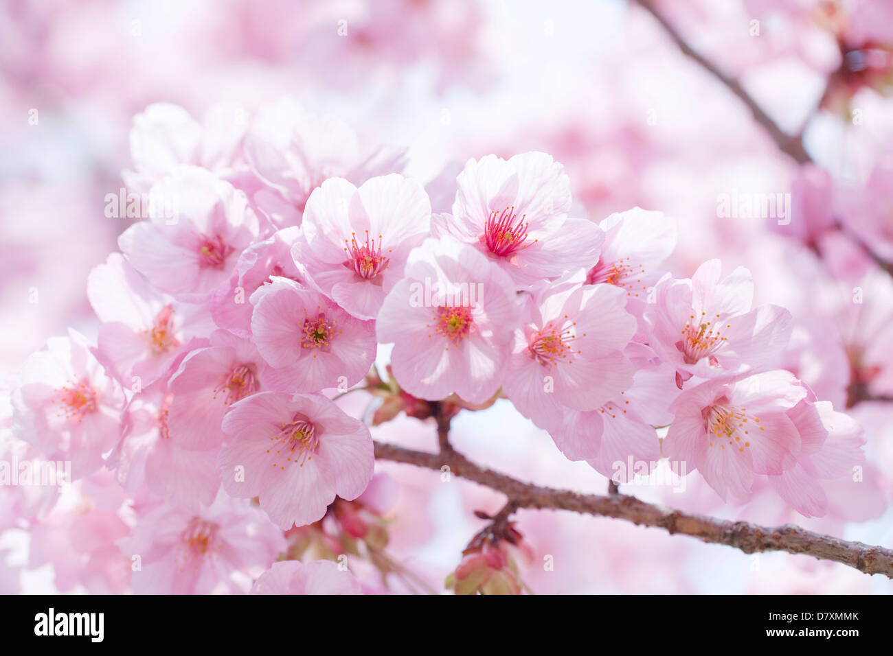 Cherry blossoms in hikone castle hi-res stock photography and images ...