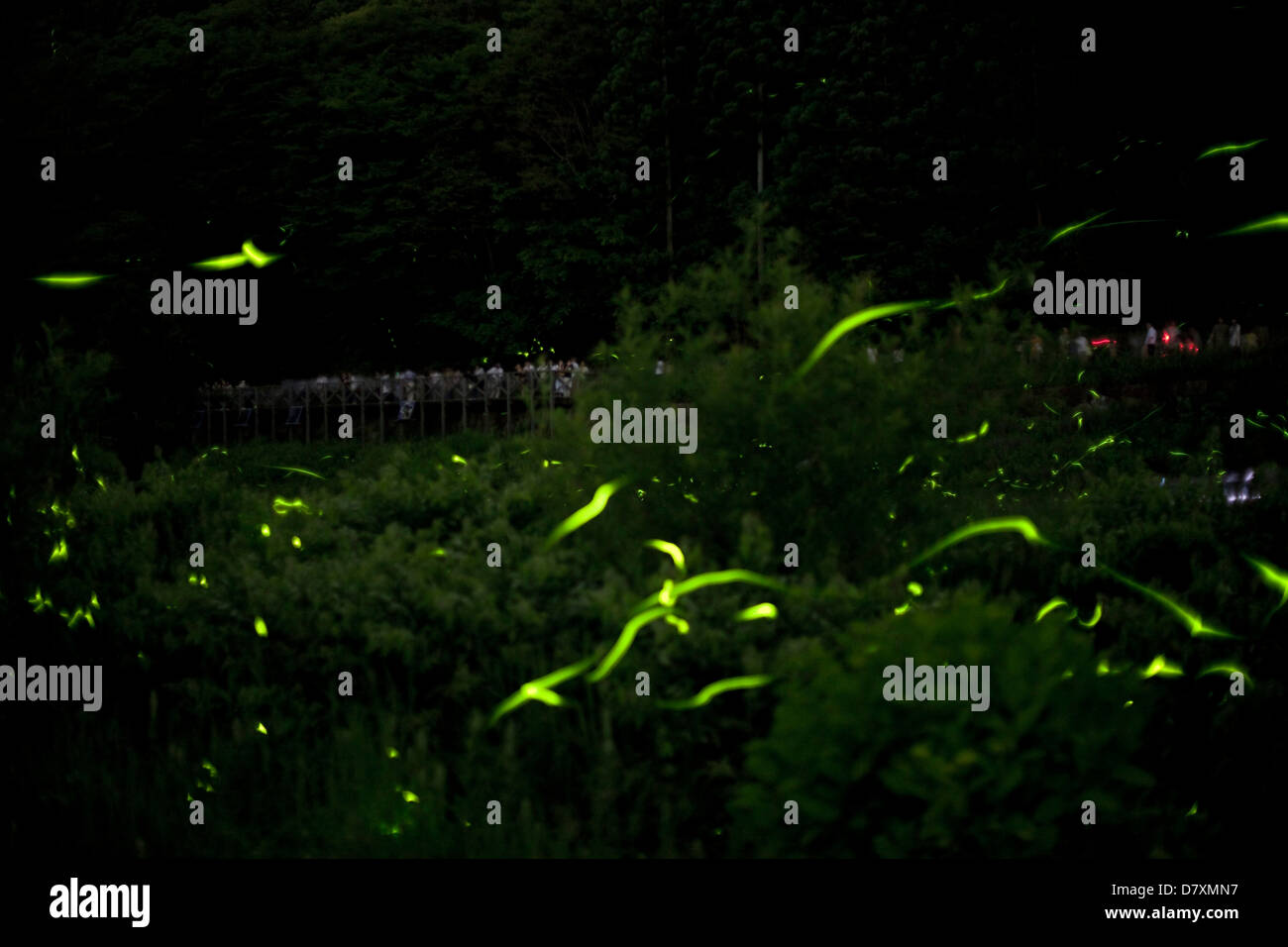 Fireflies at Hotaru Kids Park, Nagano prefecture Stock Photo