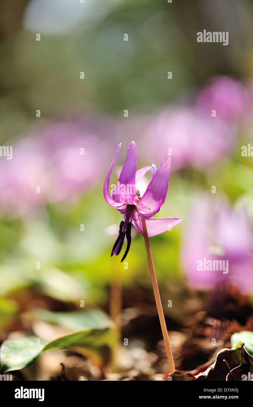 Dogs tooth violet flower Stock Photo Alamy