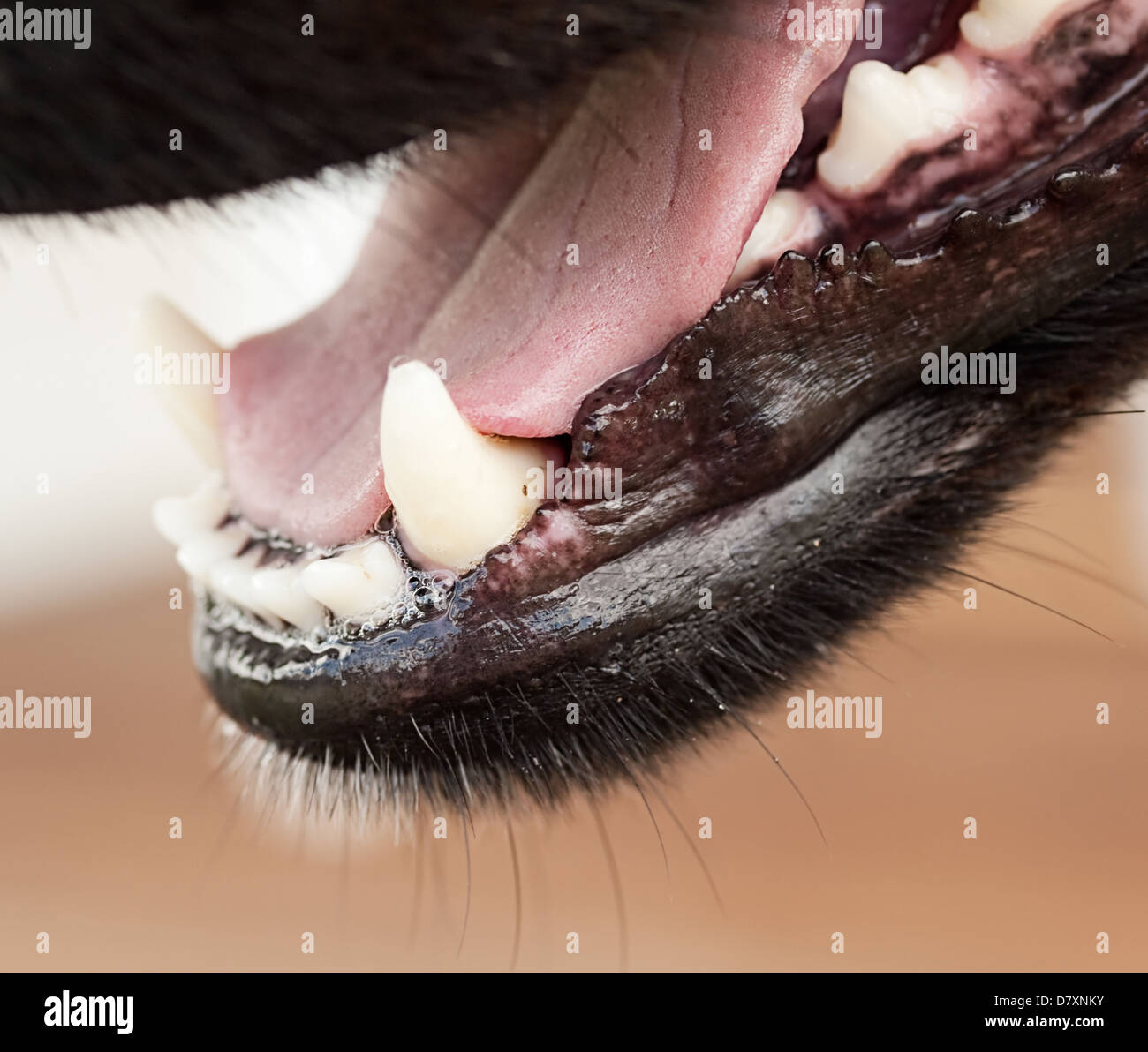 Close up of healthy canine dog jaw with pink tongue teeth whiskers and saliva Stock Photo