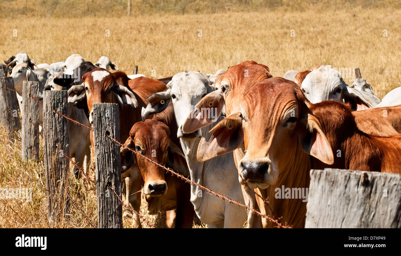 Line of brown and gray cows lined up along an old barbed wire fence on beef cattle ranch Stock Photo