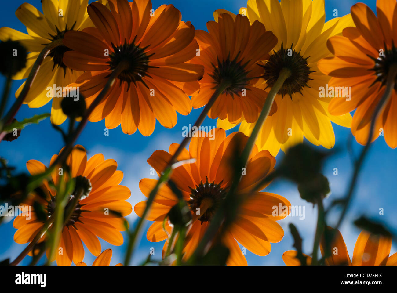 Daisy blooms hires stock photography and images Alamy
